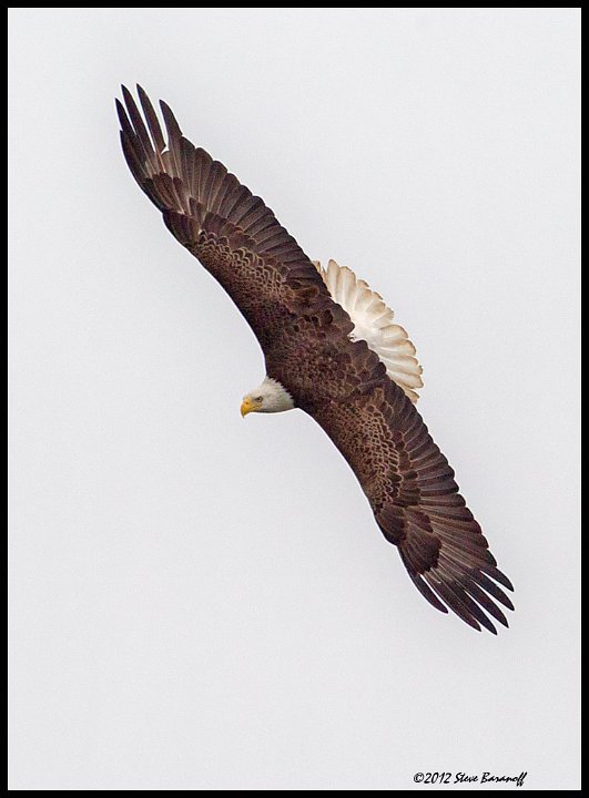 _2SB0444 american bald eagle.jpg